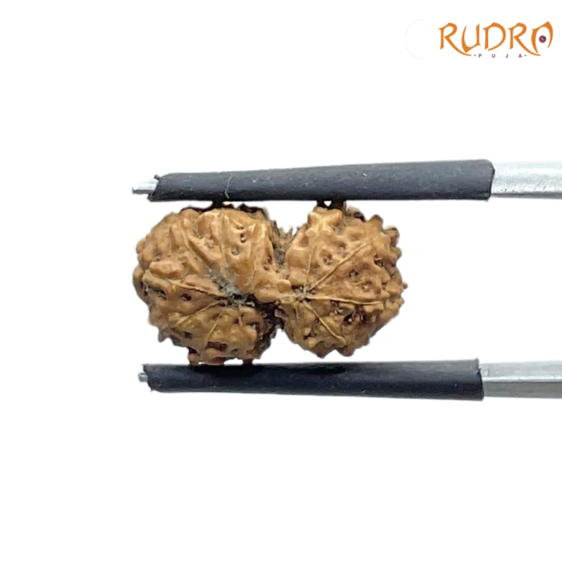 Gaurishankar Indonesian Rudraksha - 16.29 MM