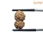 Gaurishankar Indonesian Rudraksha - 16.29 MM