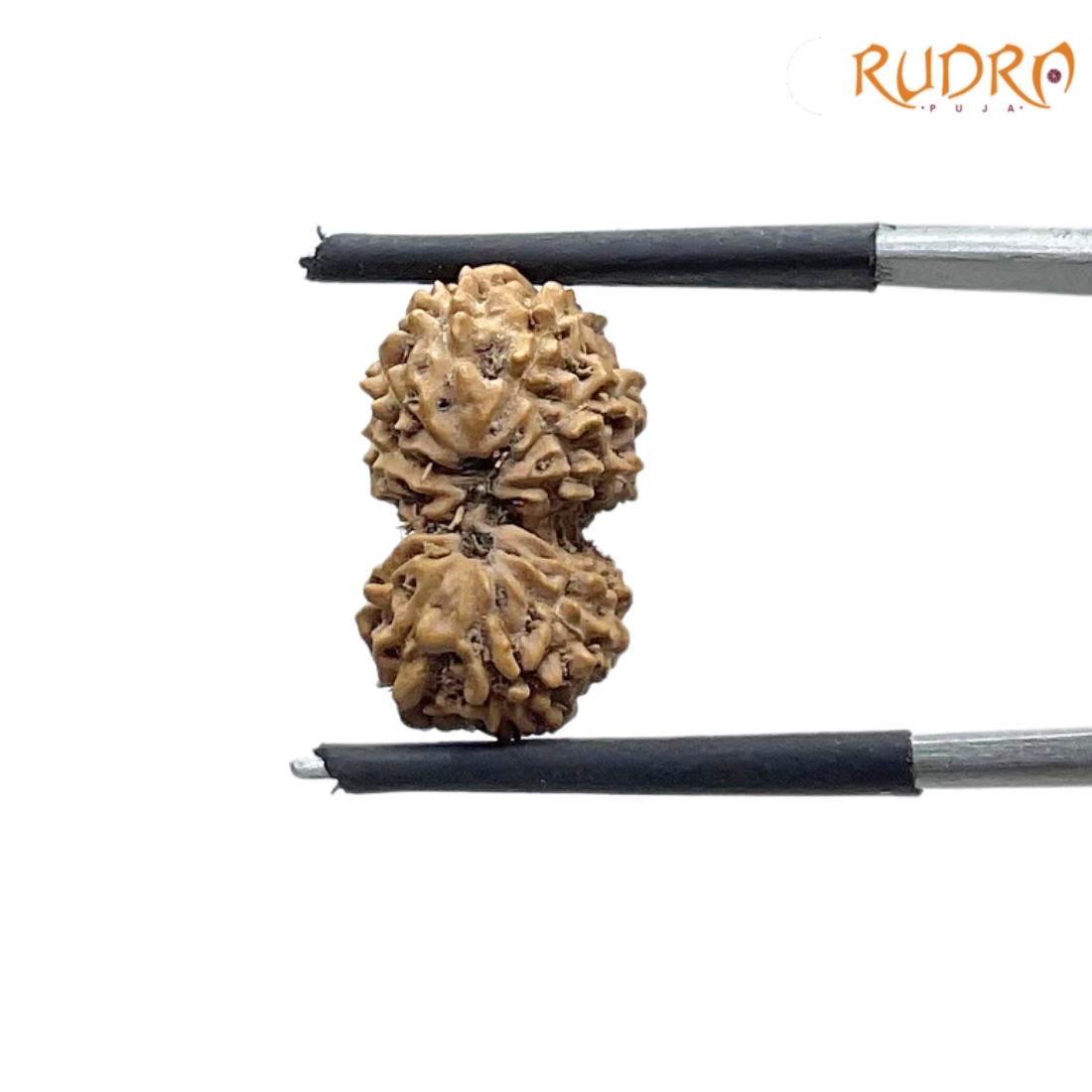 Gaurishankar Indonesian Rudraksha - 16.29 MM