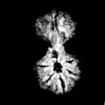 Gaurishankar Indonesian Rudraksha - 17.31 MM