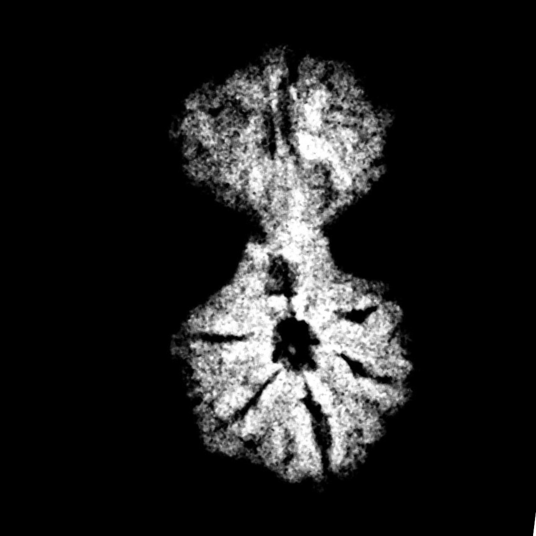 Gaurishankar Indonesian Rudraksha - 17.31 MM