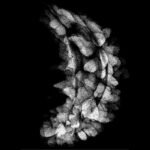 One Mukhi Rudraksha (32.08 Mm)