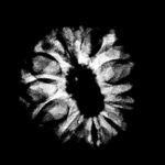 Original 12 Mukhi Rudraksha Nepal Medium X Ray certified ( 22.34 MM ) Rudrapuja