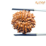 Original 12 Mukhi Rudraksha Nepal Medium X Ray certified ( 22.34 MM ) Rudrapuja