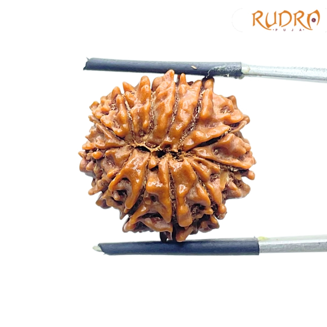 Original 12 Mukhi Rudraksha Nepal Medium X Ray certified ( 22.34 MM ) Rudrapuja