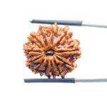 Original 12 Mukhi Rudraksha Nepal Medium X Ray certified ( 22.34 MM ) Rudrapuja