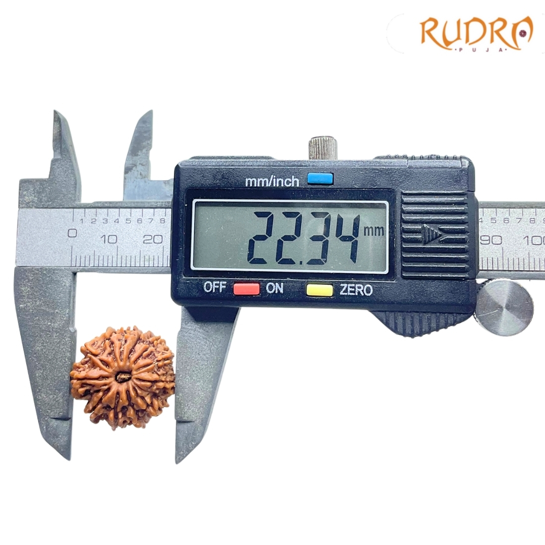 Original 12 Mukhi Rudraksha Nepal Medium X Ray certified ( 22.34 MM ) Rudrapuja