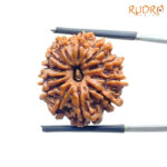 Original 12 Mukhi Rudraksha Nepal Medium X Ray certified ( 22.34 MM ) Rudrapuja