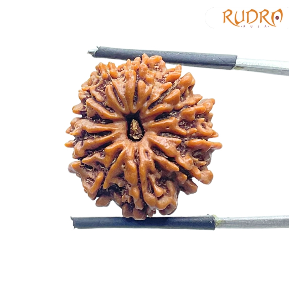 Original 12 Mukhi Rudraksha Nepal Medium X Ray certified ( 22.34 MM ) Rudrapuja