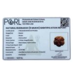 Original 5 Mukhi Nepal Rudraksha - (24.15 MM) - (Rudrapuja)