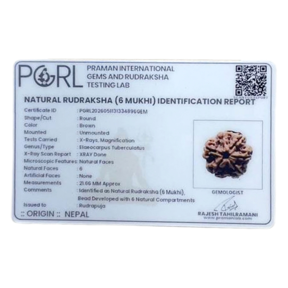 Original 6 Mukhi Rudraksha Nepal - (21.66 mm )