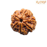 Original 6 Mukhi Rudraksha Nepal - (21.66 mm )