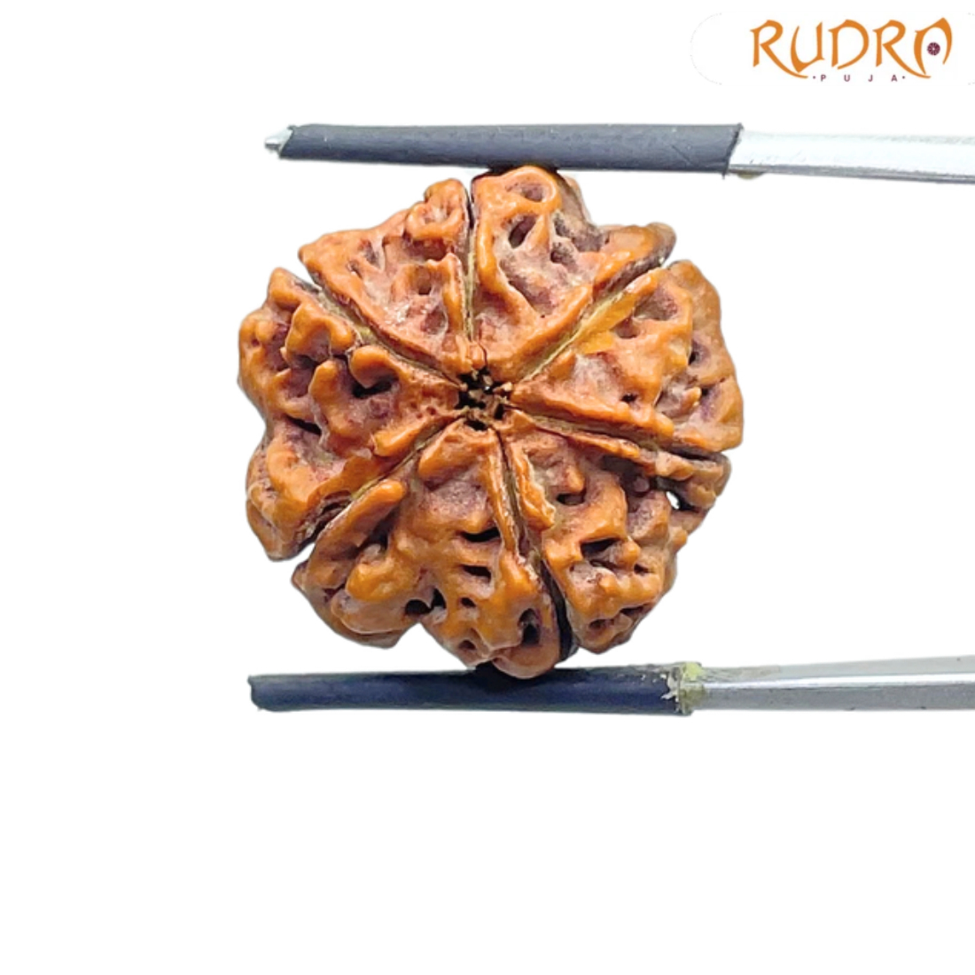 Original 6 Mukhi Rudraksha Nepal - (21.66 mm )