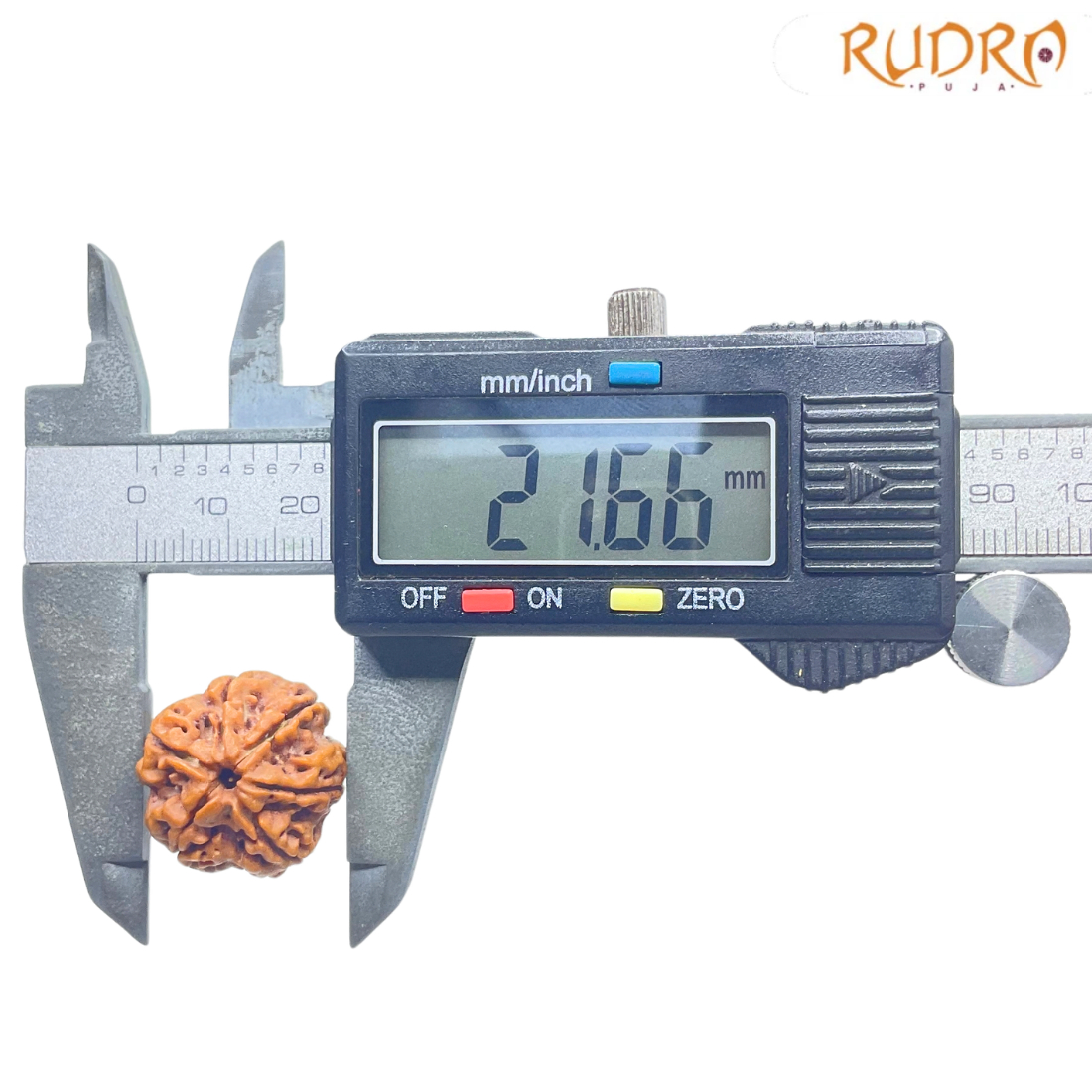 Original 6 Mukhi Rudraksha Nepal - (21.66 mm )