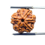 Original 6 Mukhi Rudraksha Nepal - (21.66 mm )