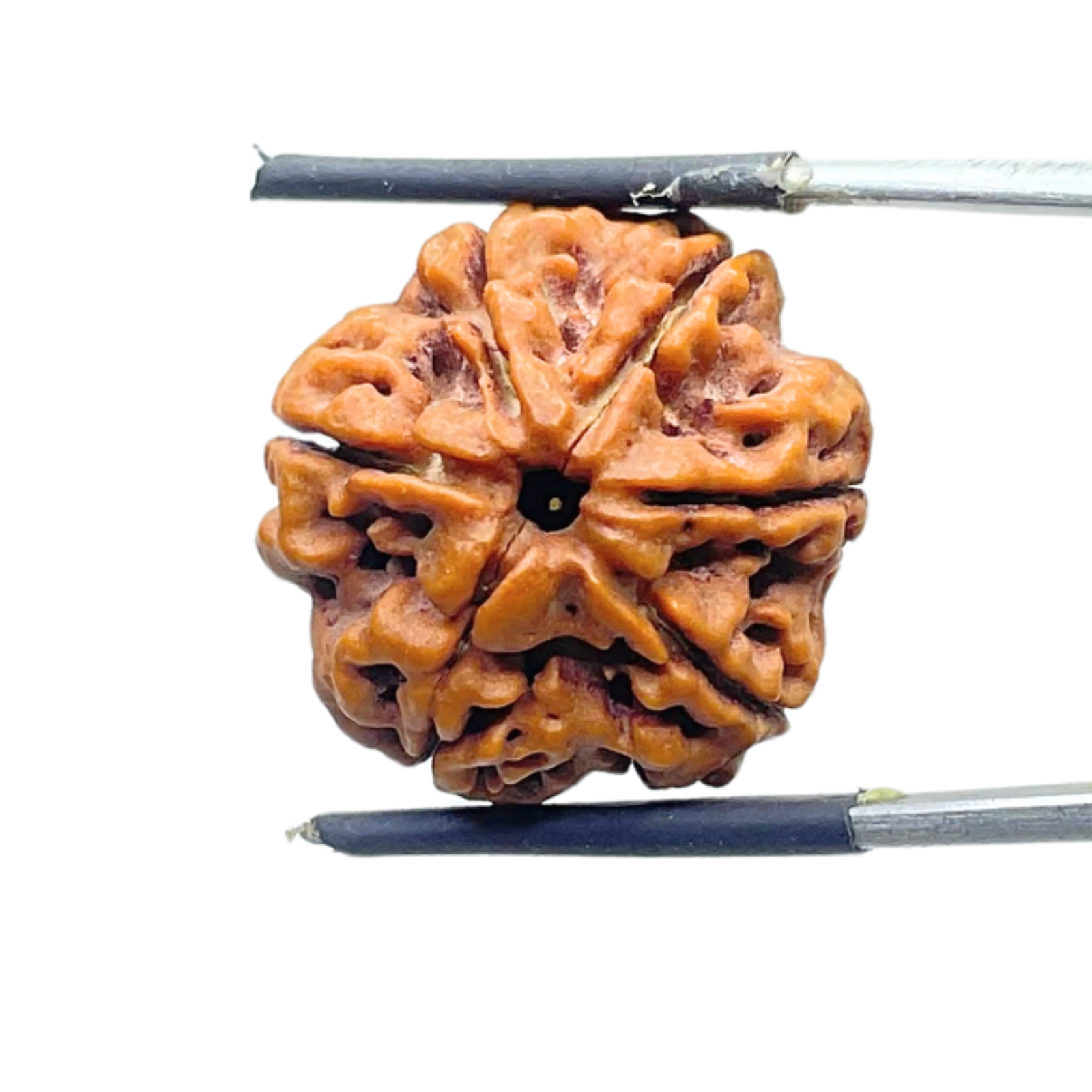 Original 6 Mukhi Rudraksha Nepal - (21.66 mm )