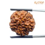 Original Rudraksha 5 Mukhi Nepal - (22.26 mm)