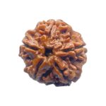Original Rudraksha 5 Mukhi Nepal - (22.26 mm)