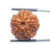 Original Rudraksha 5 Mukhi Nepal - (22.26 mm)
