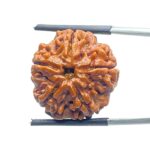 Original Rudraksha 5 Mukhi Nepal - (22.26 mm)