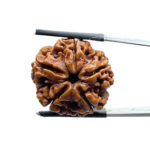 Original Rudraksha 5 Mukhi Nepal - (22.51 MM)