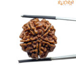 Original Rudraksha 5 Mukhi Nepal - (22.51 MM)
