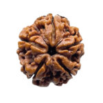 Original Rudraksha 5 Mukhi Nepal - (22.51 MM)