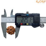 Original Rudraksha 5 Mukhi Nepal - (22.51 MM)