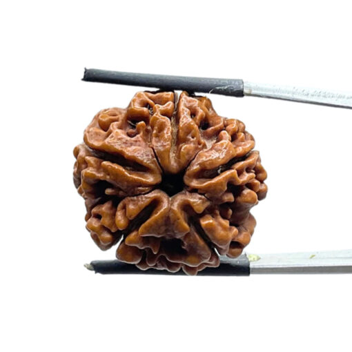 Original Rudraksha 5 Mukhi Nepal - (22.51 MM)