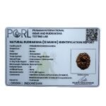 Rudrapuja 12 Mukhi Indonesian Rudraksha Lab Certified (17.85 Mm)