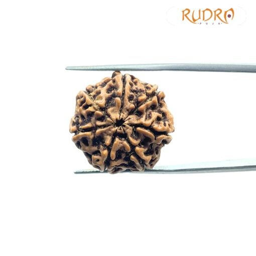 Sat Mukhi Rudraksh Nepal - (21.98 Mm )
