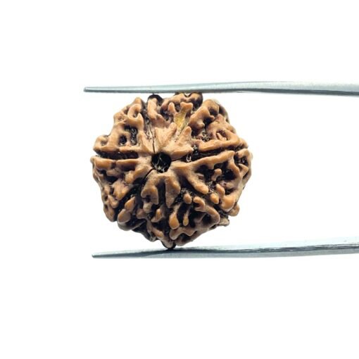 Sat Mukhi Rudraksh Nepal - (21.98 Mm )