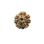 Sat Mukhi Rudraksh Nepal - (21.98 Mm )