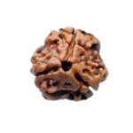 Teen Mukhi Rudraksh Nepal (18MM )