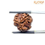 Teen Mukhi Rudraksh Nepal (18MM )