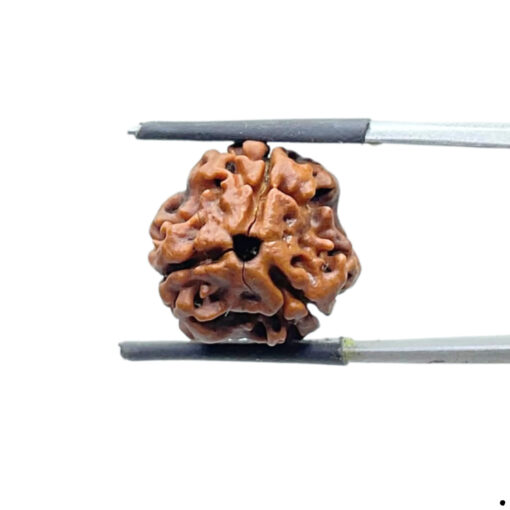 Teen Mukhi Rudraksh Nepal (18MM )