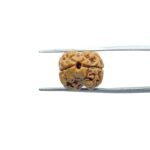 2 Mukhi Rudraksha Nepal (18.58 MM )