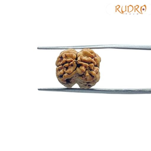 2 Mukhi Rudraksha Nepal (18.58 MM )