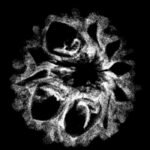 10 Mukhi Indonesian Rudraksha (20.05Mm) X-Ray