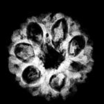 7 Mukhi Rudraksha Indonesian 19.35 Mm