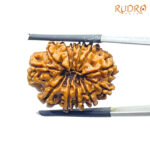 X - Ray Certified 12 Mukhi Rudraksha Nepal - ( 25.18 MM )