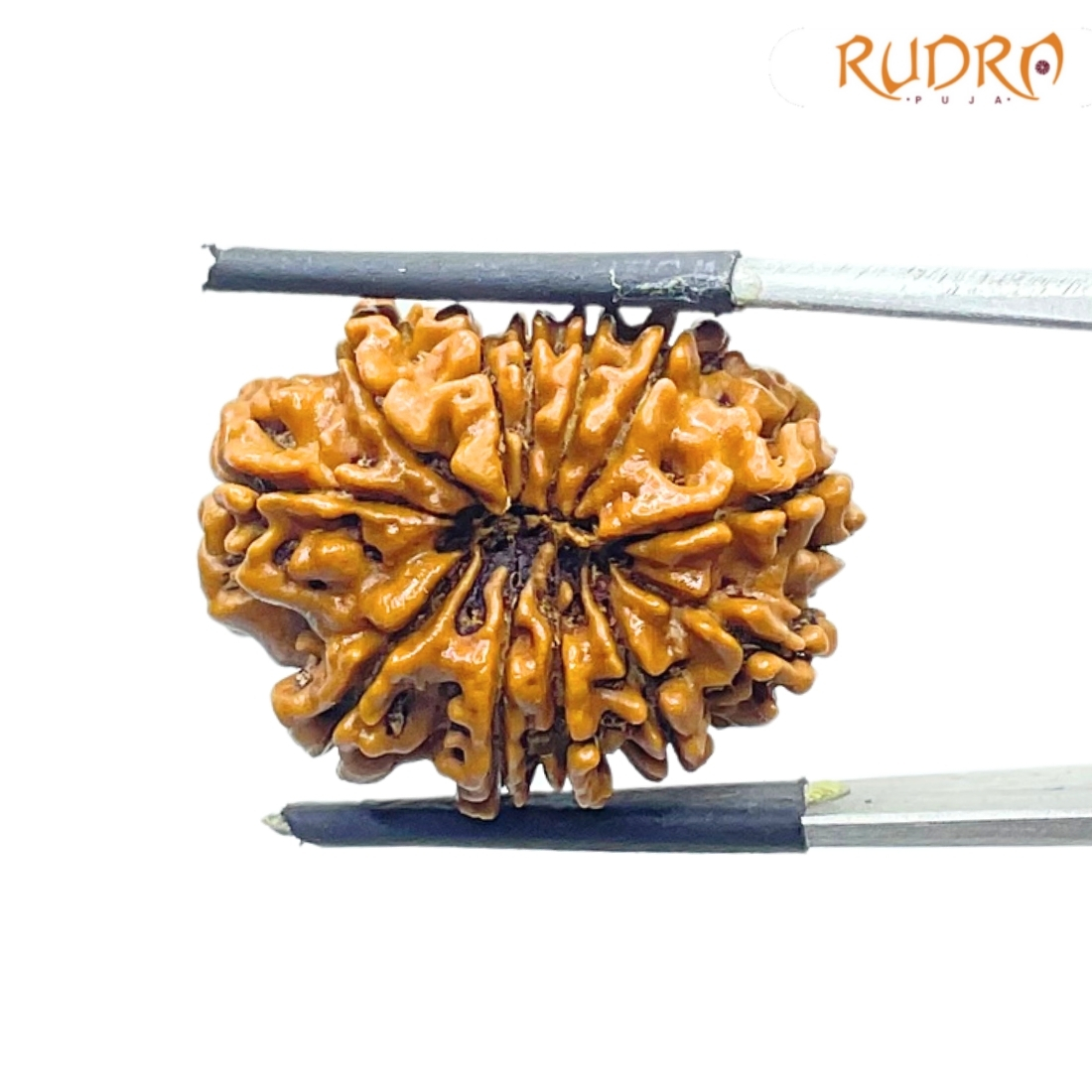 X - Ray Certified 12 Mukhi Rudraksha Nepal - ( 25.18 MM )