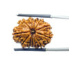 X - Ray Certified 12 Mukhi Rudraksha Nepal - ( 25.18 MM )