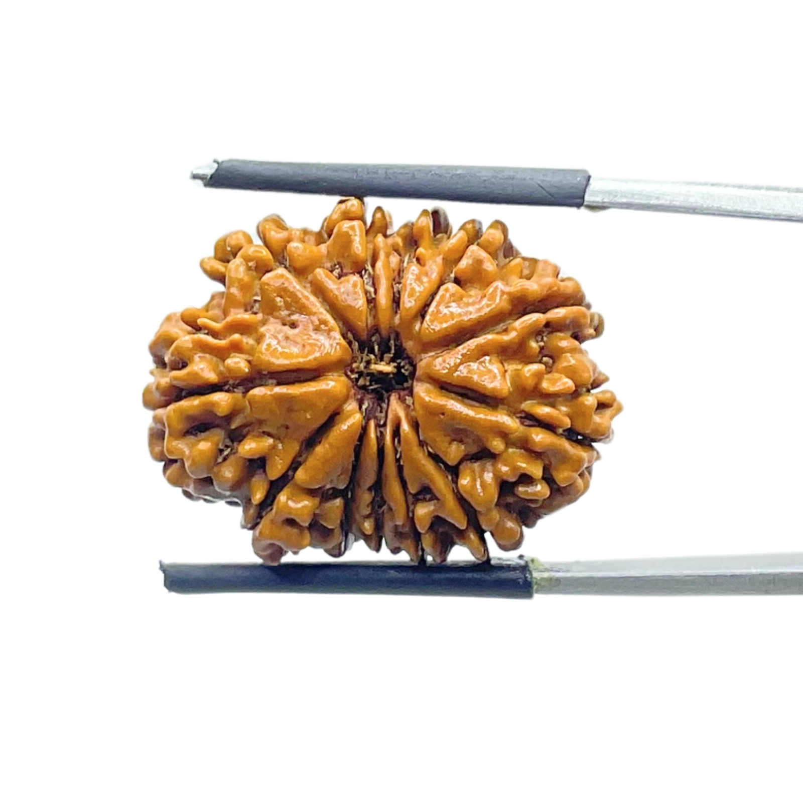 X - Ray Certified 12 Mukhi Rudraksha Nepal - ( 25.18 MM )