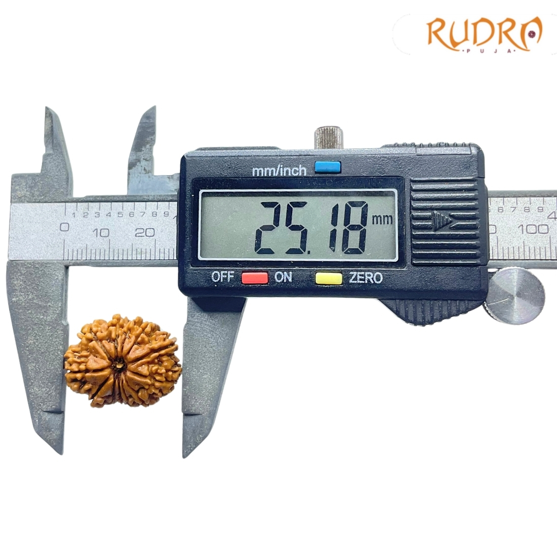 X - Ray Certified 12 Mukhi Rudraksha Nepal - ( 25.18 MM )