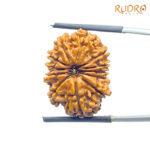 X - Ray Certified 12 Mukhi Rudraksha Nepal - ( 25.18 MM )