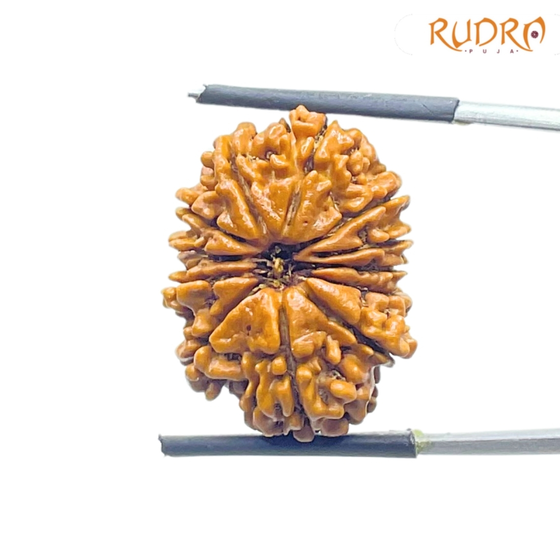 X - Ray Certified 12 Mukhi Rudraksha Nepal - ( 25.18 MM )