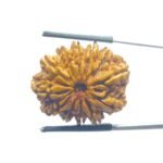 X - Ray Certified 12 Mukhi Rudraksha Nepal - ( 27.32 MM )