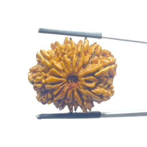 X - Ray Certified 12 Mukhi Rudraksha Nepal - ( 27.32 Mm )