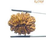 X - Ray Certified 12 Mukhi Rudraksha Nepal - ( 27.32 MM )